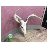 Whitetail Deer Skull/Antlers Whitetail Deer Skull/Antlers