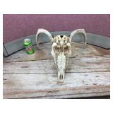 Whitetail Deer Skull/Antlers Whitetail Deer Skull/Antlers