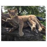 Unbelievable! MN Cougar Mount! Unbelievable! MN Cougar Mount!