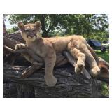 Unbelievable! MN Cougar Mount! Unbelievable! MN Cougar Mount!