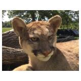 Unbelievable! MN Cougar Mount! Unbelievable! MN Cougar Mount!
