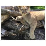 Unbelievable! MN Cougar Mount! Unbelievable! MN Cougar Mount!