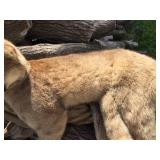 Unbelievable! MN Cougar Mount! Unbelievable! MN Cougar Mount!