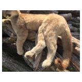 Unbelievable! MN Cougar Mount! Unbelievable! MN Cougar Mount!