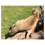 Unbelievable! MN Cougar Mount! Unbelievable! MN Cougar Mount!