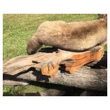 Unbelievable! MN Cougar Mount! Unbelievable! MN Cougar Mount!