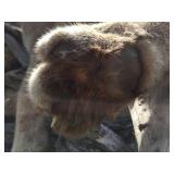 Unbelievable! MN Cougar Mount! Unbelievable! MN Cougar Mount!