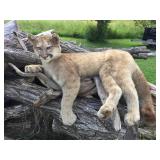 Unbelievable! MN Cougar Mount! Unbelievable! MN Cougar Mount!