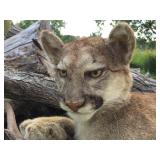 Unbelievable! MN Cougar Mount! Unbelievable! MN Cougar Mount!