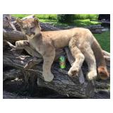 Unbelievable! MN Cougar Mount! Unbelievable! MN Cougar Mount!