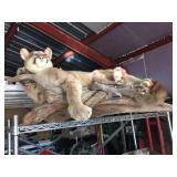 Unbelievable! MN Cougar Mount! Unbelievable! MN Cougar Mount!