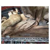 Unbelievable! MN Cougar Mount! Unbelievable! MN Cougar Mount!
