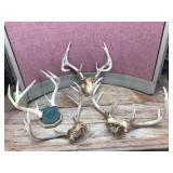Group Deer Antlers Group Deer Antlers