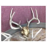 Group Deer Antlers Group Deer Antlers
