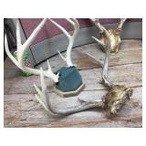 Group Deer Antlers Group Deer Antlers