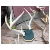 Group Deer Antlers Group Deer Antlers