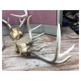 Group Deer Antlers Group Deer Antlers