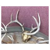 Group Deer Antlers Group Deer Antlers