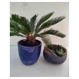 Potted Plants - Succulents and Sago Palm