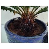 Potted Plants - Succulents and Sago Palm