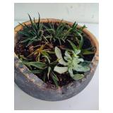 Potted Plants - Succulents and Sago Palm