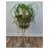 Pony Tail Palm and Plant Stand