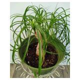 Pony Tail Palm and Plant Stand