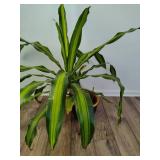 Large Dracaena Plant