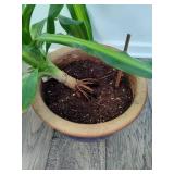 Large Dracaena Plant