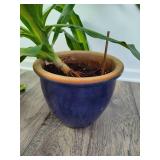 Large Dracaena Plant