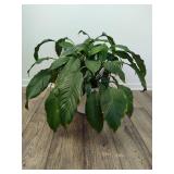 Large Potted Peace Lily