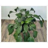 Large Potted Peace Lily