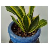 Potted Snake Plant and Tall Plant Stand