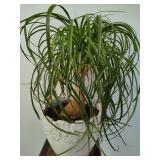 Pony Tail Palm Plant