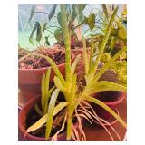 K - Antique Wooden Accent Table with Turned Legs and Variety of Plants!