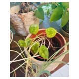 K - Antique Wooden Accent Table with Turned Legs and Variety of Plants!