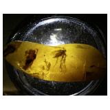 32.7ct Amber Specimen with Insect Fossil Inclusion