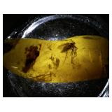 32.7ct Amber Specimen with Insect Fossil Inclusion