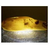 32.7ct Amber Specimen with Insect Fossil Inclusion