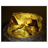 69ct Amber Specimen with Insect Inclusion