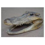 Florida Taxidermied 7.5" Alligator Head
