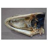 Florida Taxidermied 7.5" Alligator Head