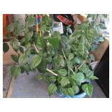 Hibiscus House Plant