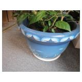 Hibiscus House Plant