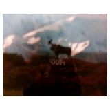 Art Moose in Alaska Photograph Art Moose in Alaska Photograph