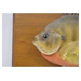 Mounted Bluegill Taxidermy Wall Decor on Wood Plaque 11 Inch