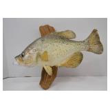 Taxidermy Crappie Wall Mount - 15 Inch Fish on Wood Plaque