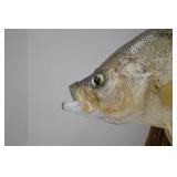 Taxidermy Crappie Wall Mount - 15 Inch Fish on Wood Plaque