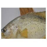 Taxidermy Crappie Wall Mount - 15 Inch Fish on Wood Plaque