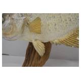 Taxidermy Crappie Wall Mount - 15 Inch Fish on Wood Plaque